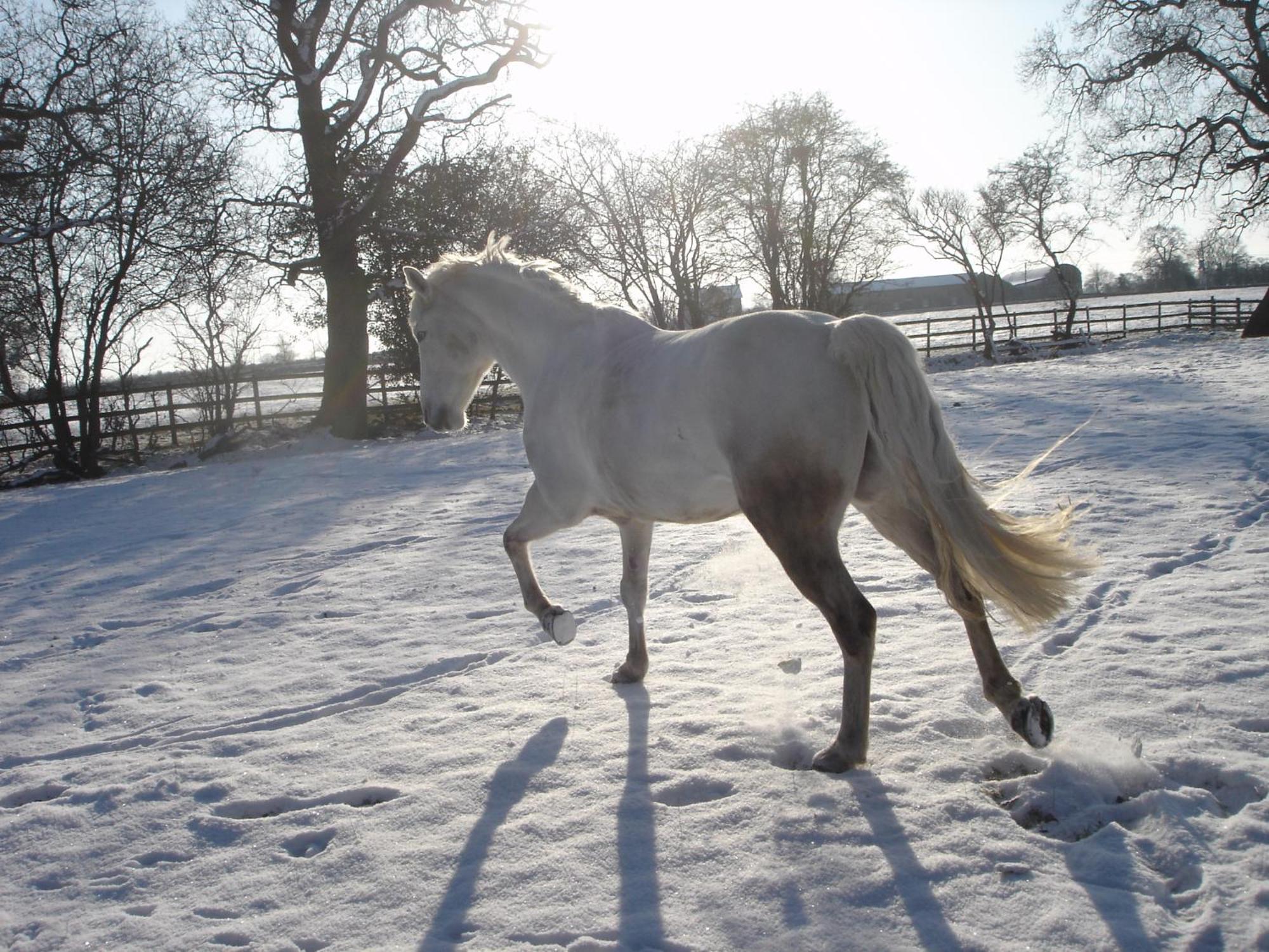 The Jockey Room Hideaway Spurstow Luaran gambar