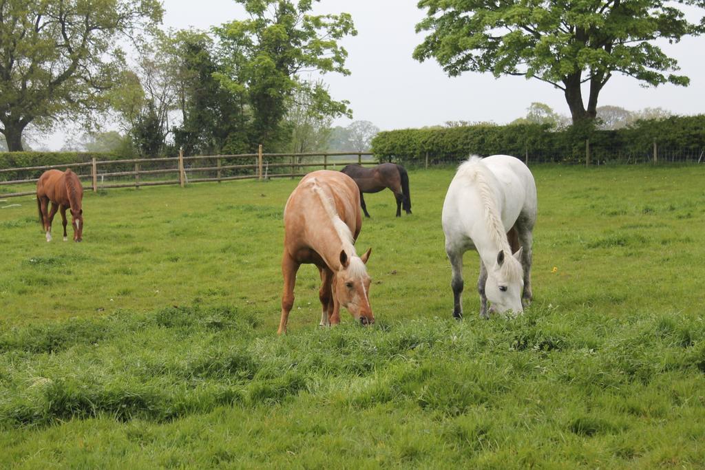 The Jockey Room Hideaway Spurstow Luaran gambar